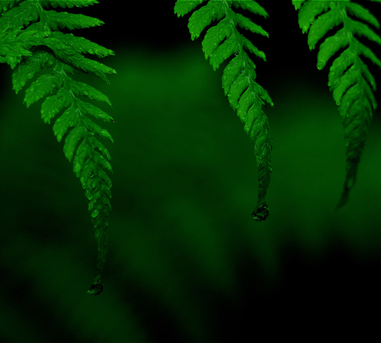 Fund-Directors---The-Herbert-Audrey-Rosenfield-Fund